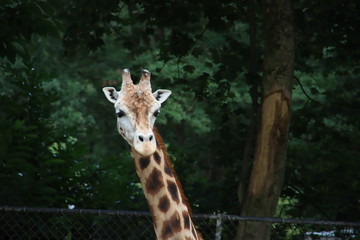  in the Ouwehand Zoo Holland