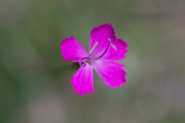 close up of a pink flower