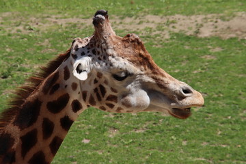  in the Ouwehand Zoo Holland
