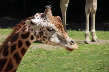  in the Ouwehand Zoo Holland