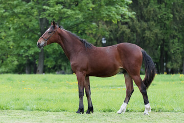 Chestnut horse with a long white mane stands on natural summer background, profile side view, exterior	