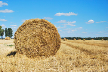 Haystack harvest on the agriculture field, haystack rolls