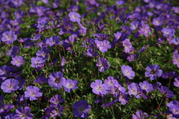 Obraz premium Cranesbill Geranium Rozanne in violet color