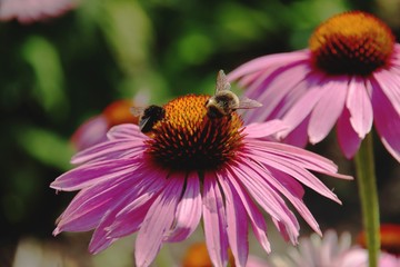 Echinacea purpurea flowers with bees