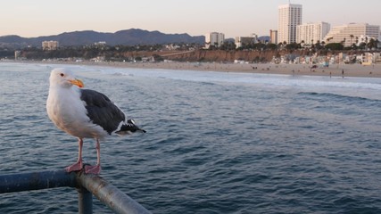 California summertime beach aesthetic, pink sunset. Cute funny sea gull on pier railing. Ocean waves, defocused people and beachfront weekend houses. Purple sundown, Santa Monica Los Angeles CA USA