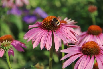 Echinacea purpurea flowers with bees