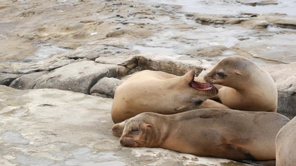 Fototapeta premium Sea lions on the rock in La Jolla. Playful wild eared seals crawling near pacific ocean on rock. Funny sleepy wildlife animals. Protected marine mammals in natural habitat, San Diego, California, USA