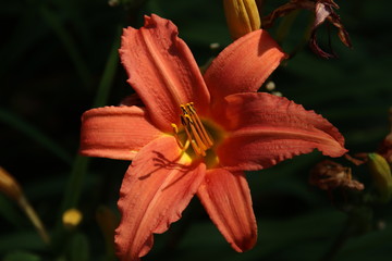 Orange Lily flower bed in public park