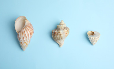 Different beautiful sea shells on light blue background, flat lay