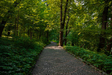 park paved road for walking picturesque wood land outdoor nature landscaping environment space in early autumn September day time without people