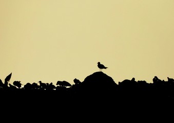 Silueta de gaviotas en canarias