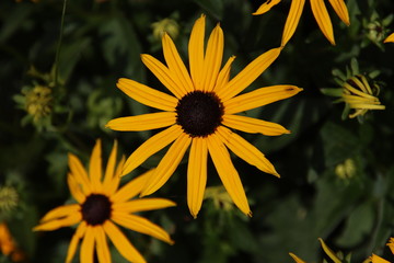 orange black flower in public flowerbed