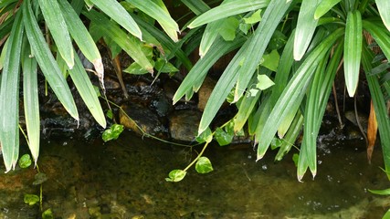 Various green tropical plants growing near small creek with fresh water on sunny day in amazing garden. Bright juicy exotic tropical jungle leaves texture backdrop, copyspace. Lush foliage.