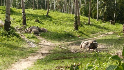 Buffalo family among green vegetation. Large well maintained bulls grazing in greenery, typical landscape of coconut palm plantation in Thailand. Agriculture concept, traditional livestock in Asia