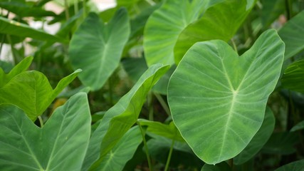 Bright juicy exotic tropical greenery in jungle. Selective focus natural organic background, unusual plant foliage. Calm relaxing wild paradise rainforest abstract fresh leaves texture, bokeh.