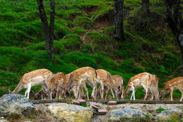Naklejka na ściany i meble A herd of sika deer while eating.