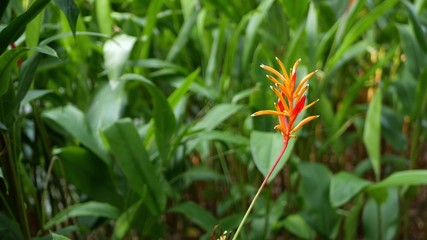 Orange and yellow heliconia, Strelitzia, Bird of Paradise macro close-up, green leaves in background. Paradise tropical exotic flower blooming in rainforest or garden. Soft selective focus