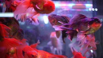 Diversity of tropical fishes in exotic decorative aquarium. Assortment in chatuchak fish market pet...