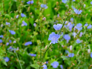 bright blue blooming chicory flowers in the meadow