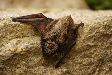 Small bat resting on the rock
