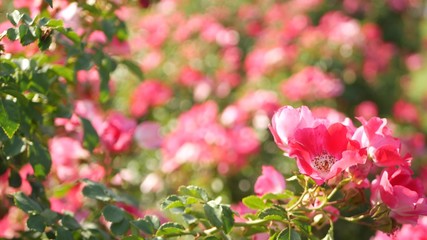English roses garden. Rosarium Floral background. Tender flowers Blooming, honey bee collects pollen. Close-up of rosary flower bed. Flowering bush, selective focus with insects and delicate petals.