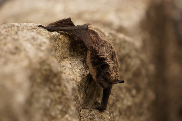 Small bat resting on the rock
