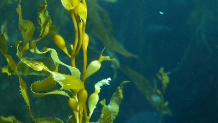 Underwater seamless looped close up of swaying Giant Kelp forest. Sun rays through jade green...