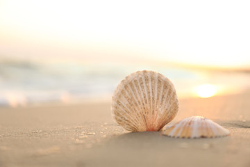 Fototapeta na wymiar Beautiful seashells on sandy beach at sunrise, closeup. Space for text