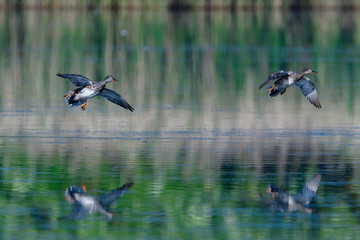 Schnatterenten in der Oberlausitz	