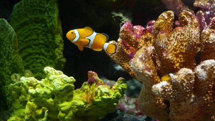 Fototapeta na wymiar Clownfish near coral in aquarium. Small clownfish swimming near various majestic corals on black background in aquarium water. Marine underwater tropical life natural background