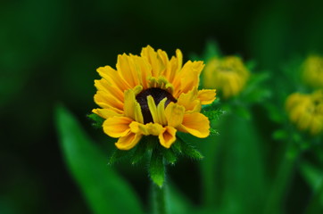 Orange gardens rudbeckia flower. Rudbecia in landscape design. Bright floral background.