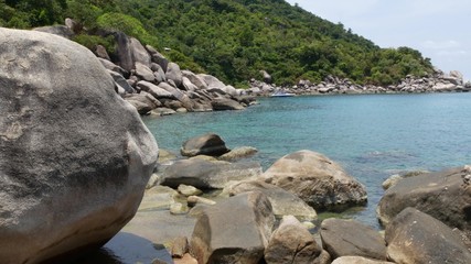 Tropical palms and stones on small beach. Many green exotic palms growing on rocky shore near calm...