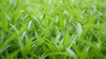 Detail leaves of green field. Field of small leaves of fresh green grass