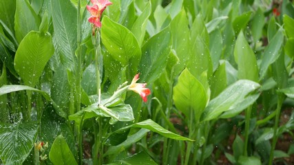 Water drops watering flowers. Drops of water irrigate green tropical foliage with flowers