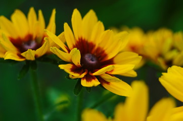 Orange gardens rudbeckia flower. Rudbecia in landscape design. Bright floral background.