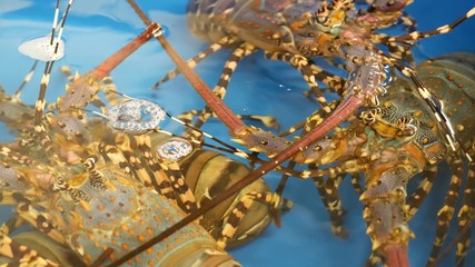 Close up macro, alive raw lobsters in shop. Blue basin with ice water, delicatessen fresh uncooked mediterranean lobsters placed on stall in seafood store. Natural background with marine inhabitants.