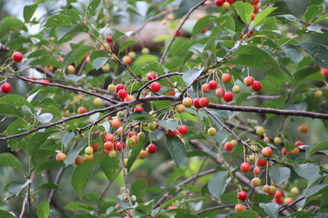 Riping cherries in a tree in green and red colors