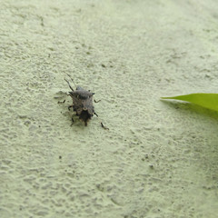 beetle on the leaf