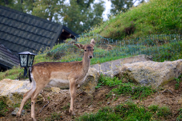 Beautiful young sika deer close-up. Wild nature.