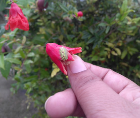 hand holding a flower infected with pests, insects damaging agriculture crop