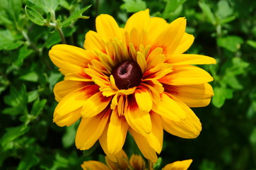 Orange gardens rudbeckia flower. Rudbecia in landscape design. Bright floral background.