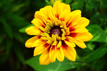 Orange gardens rudbeckia flower. Rudbecia in landscape design. Bright floral background.