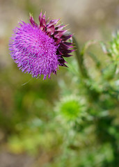 View of a purple thistle flower in Grand Teton National Park in Jackson, Wyoming, United States