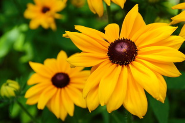 Orange gardens rudbeckia flower. Rudbecia in landscape design. Bright floral background.