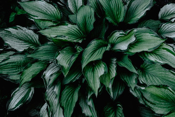 Naklejka na ściany i meble Hosta foliage background. Wallpaper with green plant leaves