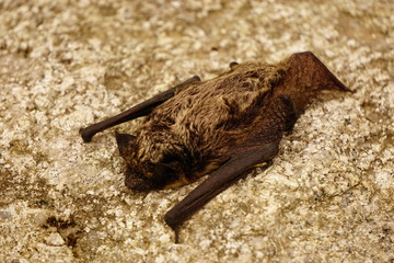 Small bat resting on the rock