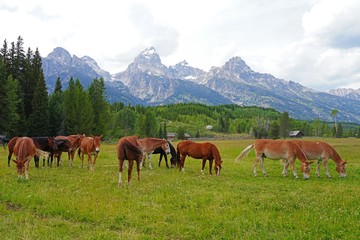 Fototapeta na wymiar Horses on a ranch in summer in Grand Teton National Park in Wyoming, United States