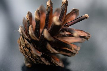 Naklejka na ściany i meble pine cone on a branch