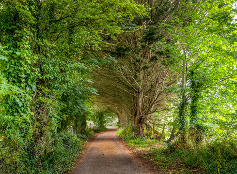 UK Country Lane In August. Devon.