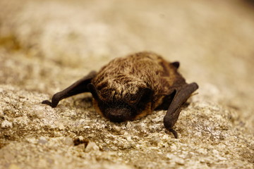 Small bat resting on the rock